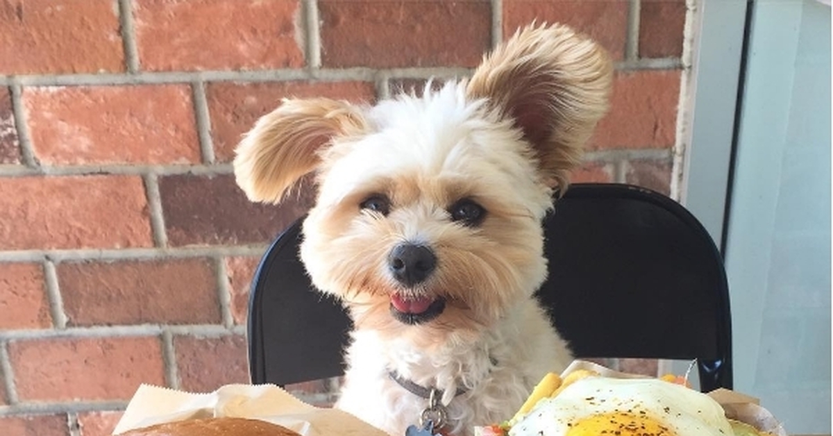 Собака бургер. Вкусная еда приколы. Еда для собак. Сладкие собачки. Собака хот дог порода.