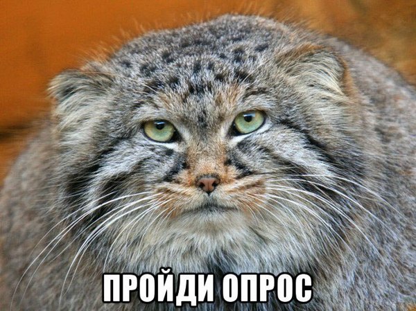 Опрос: особенности e-mail-переписки