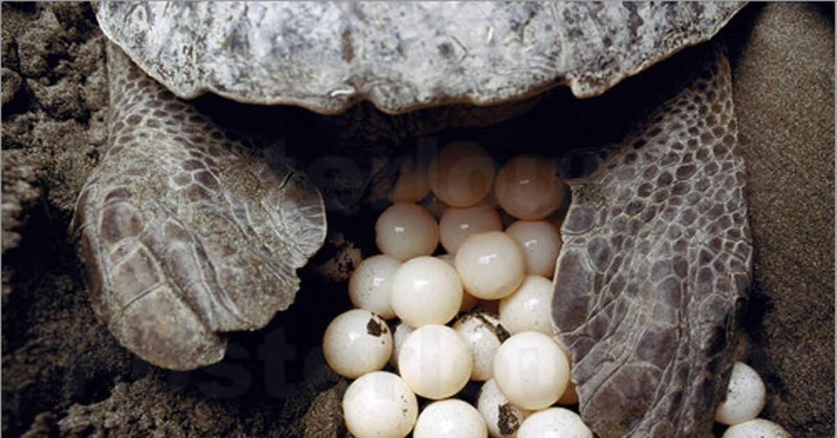 Turtles eggs. Морская черепаха откладывает яйца. Черепашьи яйца. Кладка яиц. Яйца морских черепах.