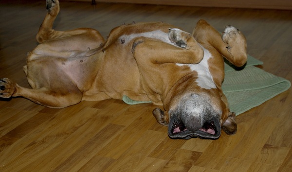 ������ ���������� ������