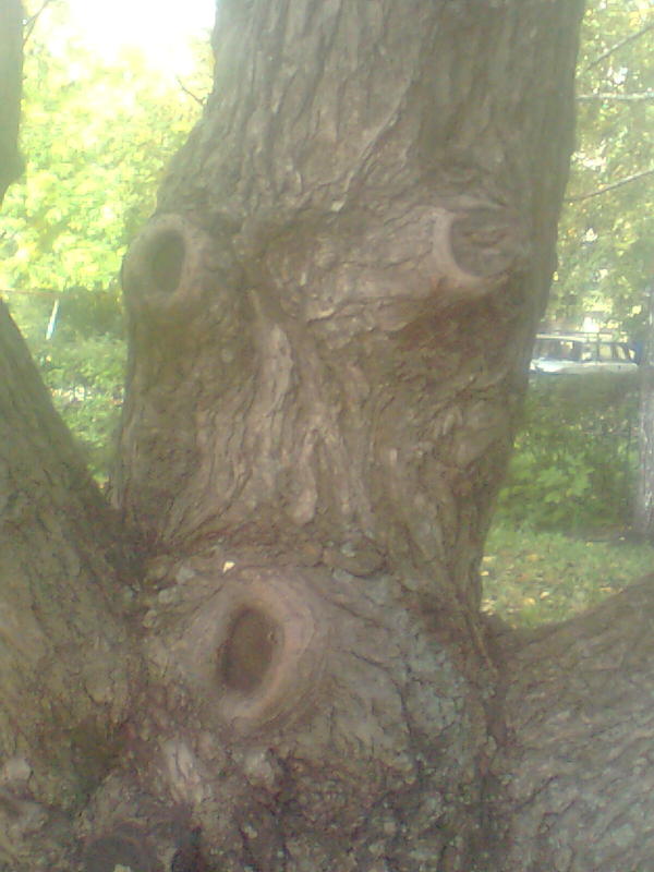 Just a stoned tree in the yard of my former school - Stubbornness, My, Tree