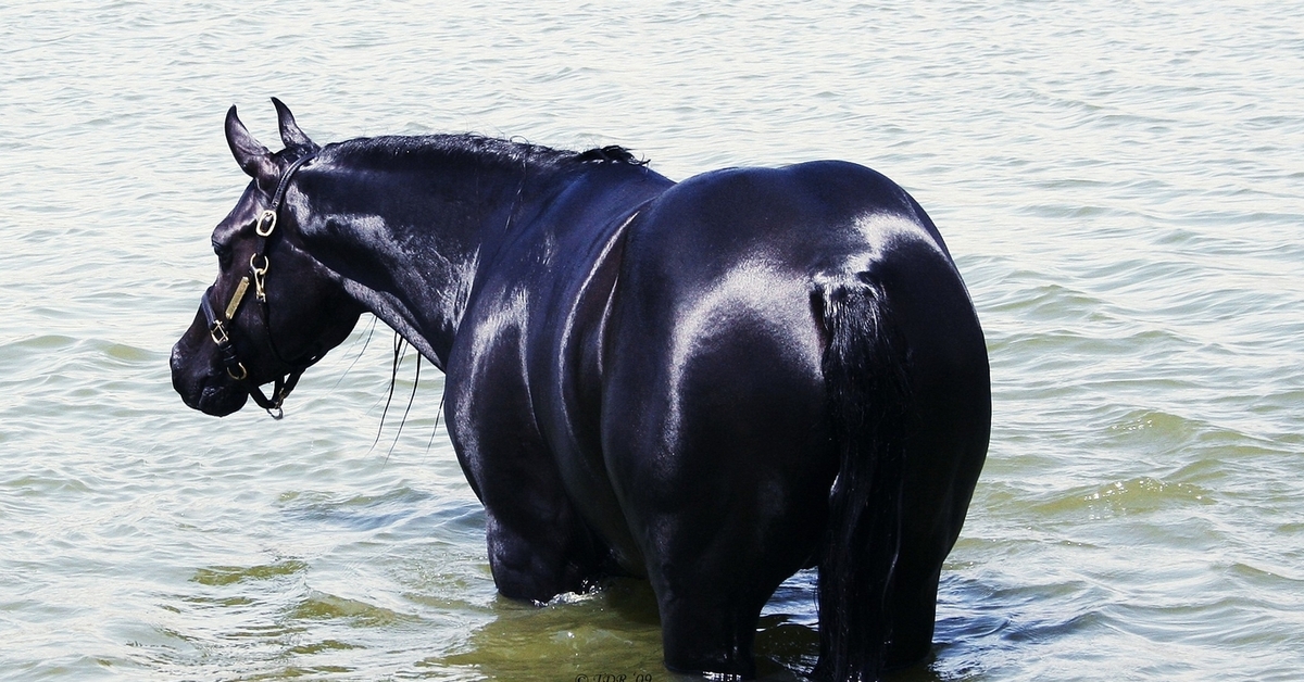 Водяная лошадь это. Лошади в воде. Водный конь. Лошадь купается. Черный конь у воды.