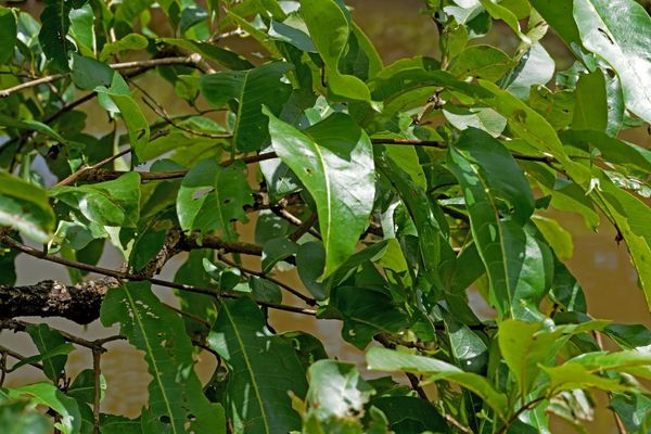 Видите лягушку ? А она есть!