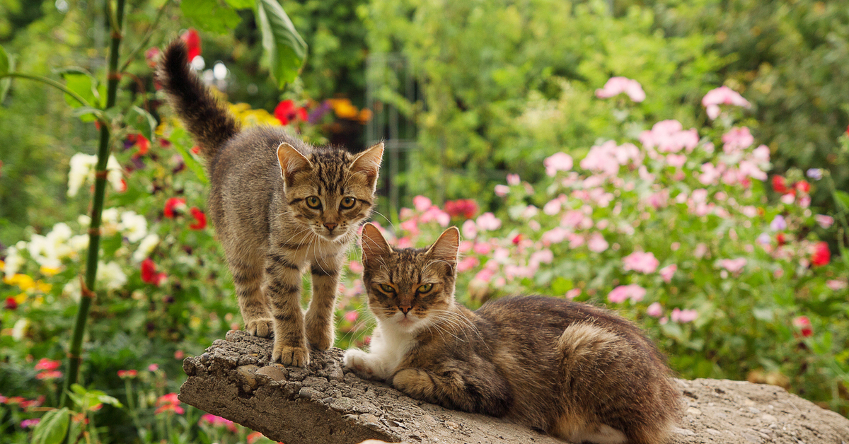 Котики в саду фото