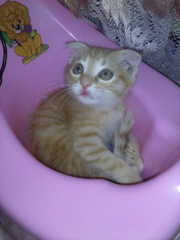 ��� ��� ����������.