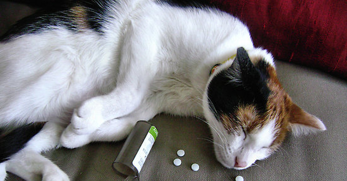 Кошка рвет едой что делать. Животные и лекарства. Кот и таблетки.