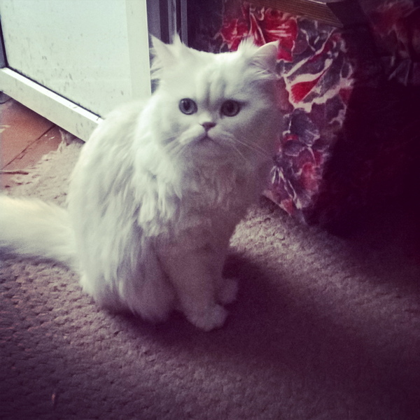 �������� �����������