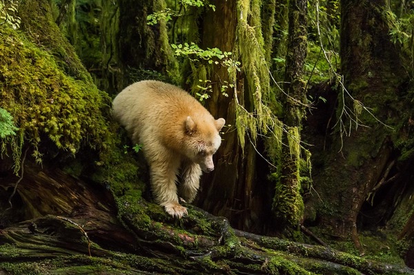 Spirit bear.
