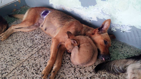 Малыш все время лежал рядом с мамой, пока она отходила от наркоза после операции