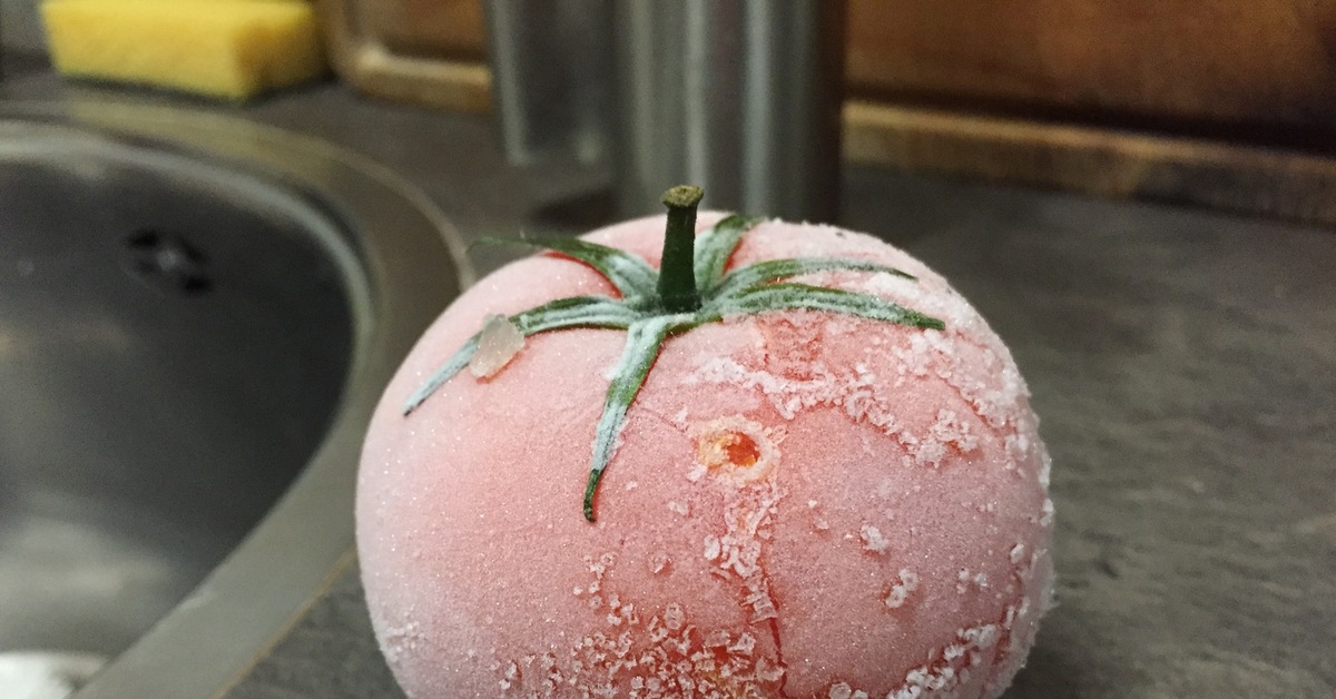 Замерзнут ли помидоры