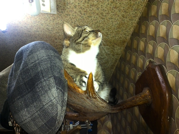 Как я из котов беса изгонял.