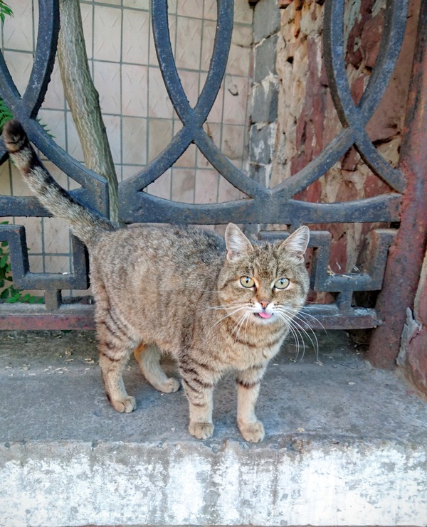 Когда котэ фотогеничнее тебя