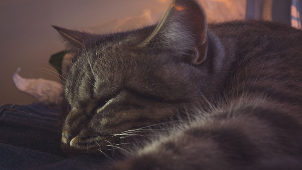 ���� �����