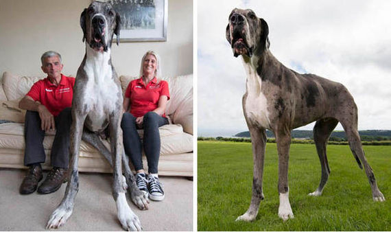 Британский дог может стать самой высокой собакой в мире | Пикабу