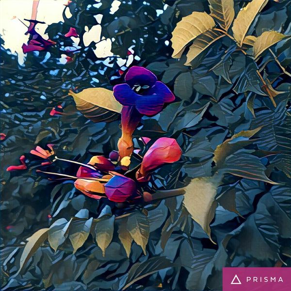     , Prisma, Android, 