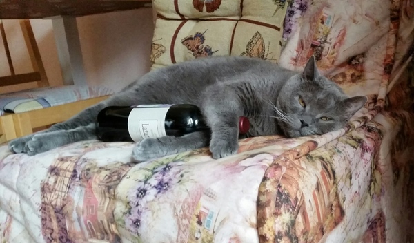 Drunk cat - grief in a strong and independent family ... - My, cat, Alcoholics