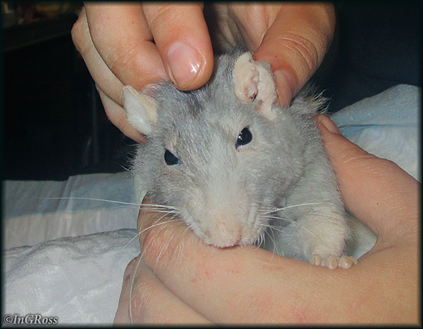 "�" - ������ �����. (����)