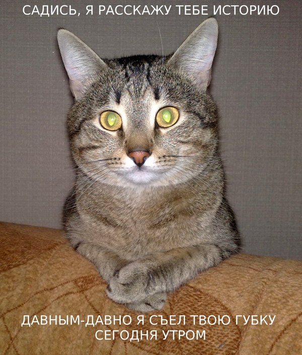 Мой кот ведет войну с губками