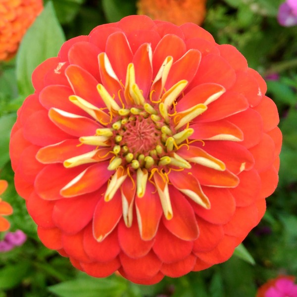 Циния в саду