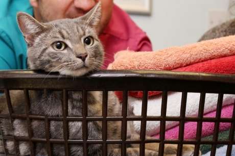 ������� �����, ������� � ���������� ������