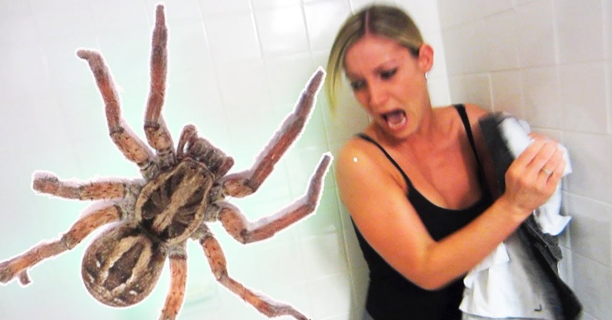 Алиса включи паука. Самые большие и страшные пауки. Гигантский паук.