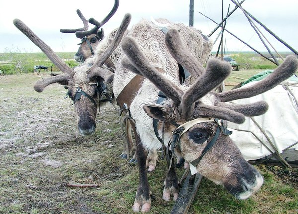 Северные Олени