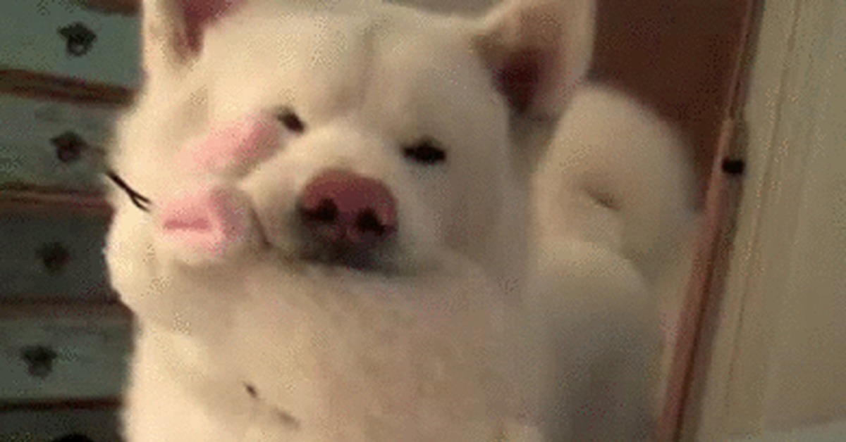 Hatsu Inu Gif