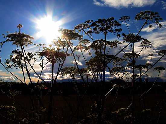 Синоптики пообещали москвичам ослабление жары с середины будущей недели