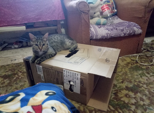 Мой кот против системы!