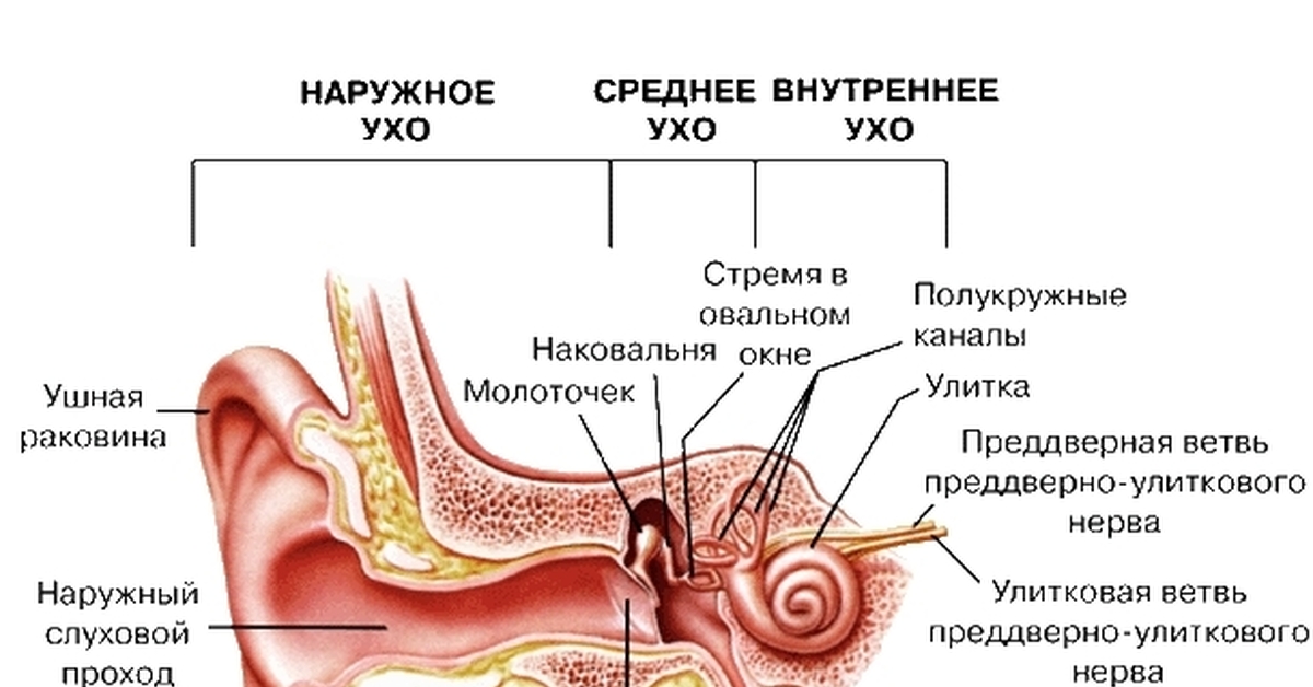 Строение уха рисунок с обозначениями