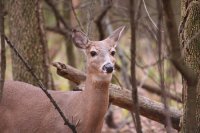 Пост рукожопа
