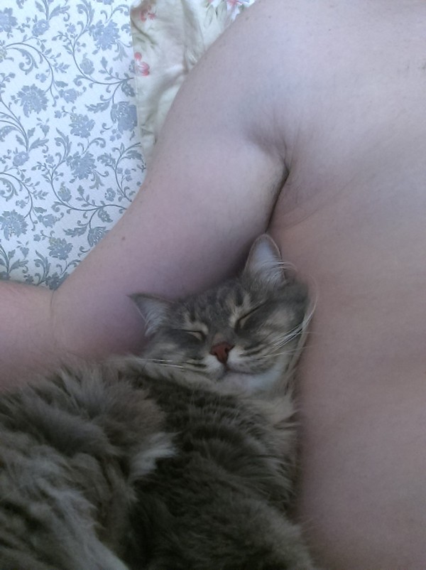 Кошка под мышкой