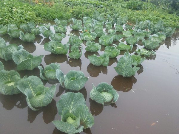 ������� ��������� ��������