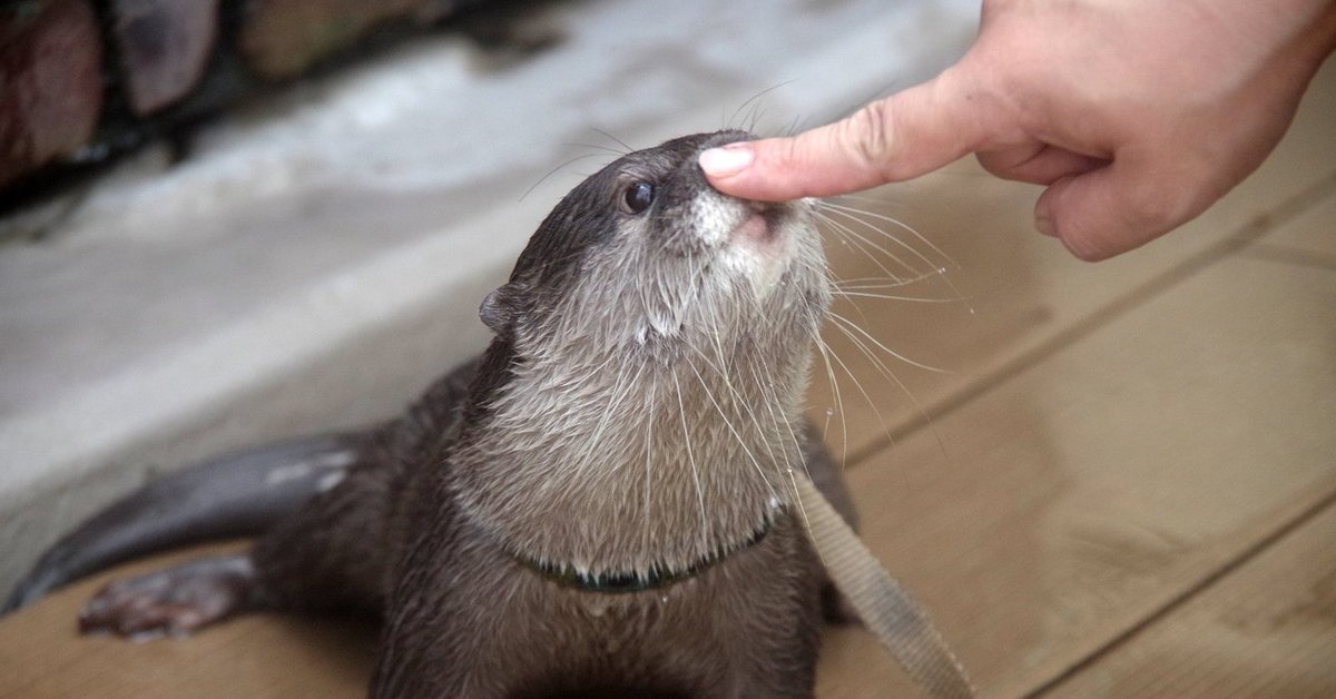 Выдра домашняя. Выдры домашние. Дом выдры. Otter домашняя.