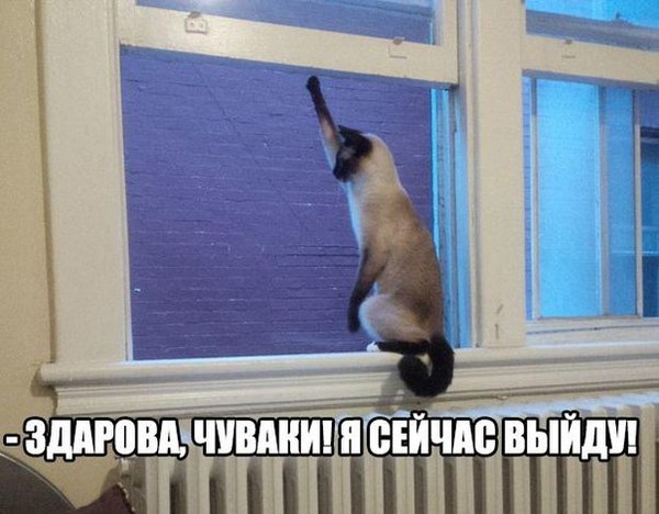 ���� ������� ������