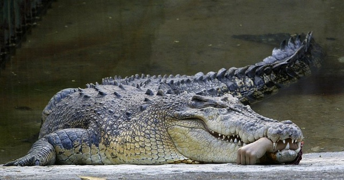 Shaman Eaten By Crocodile