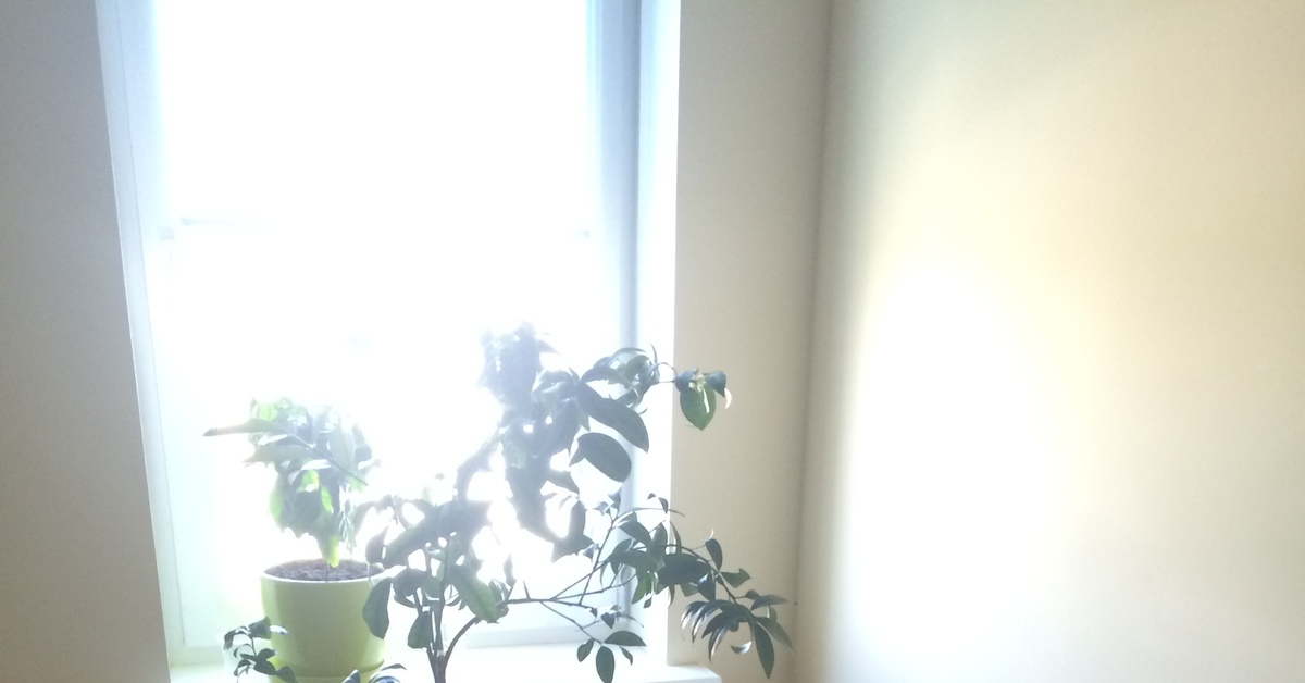 Офисные растения | Пикабу