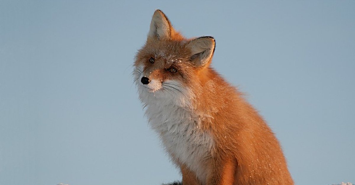 Red fox 2024