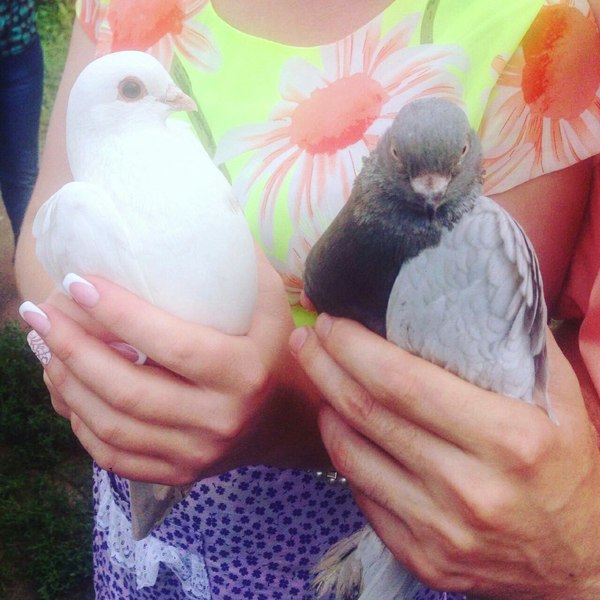 The most photogenic pigeon - Pigeon, Photogenic, Photogenic 80 lvl