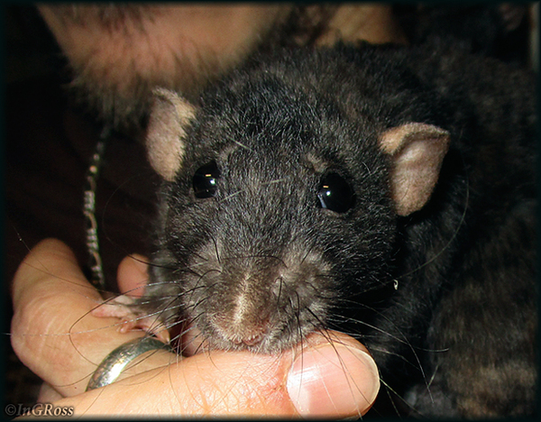 Взгляд. (с) И. Росс