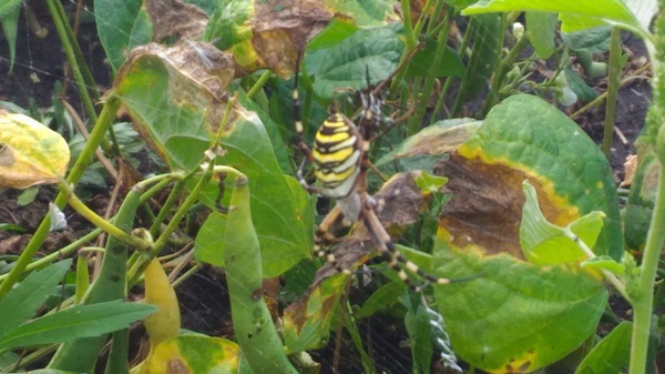 ����� � ���� ����������