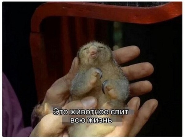 Когда научрук представляет меня своим коллегам