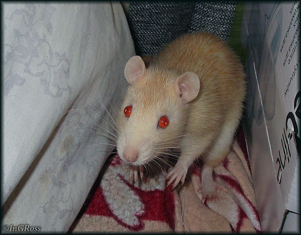 - Чихнешь, убегу. (Лидия)