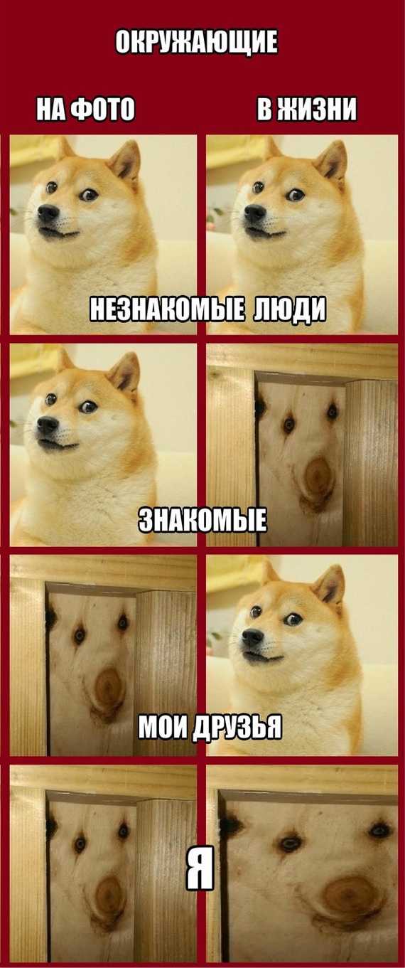 фото дратути мем собака смотреть