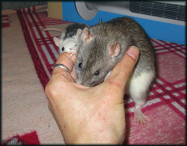 - Есть чё? А если найду? (Елка и Бэнь Бэнь)