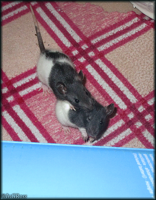 - ����� �������! - �-�����. (������� �������)