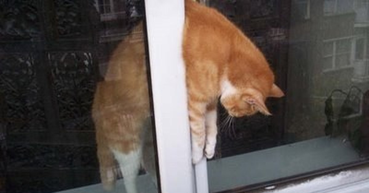 Кошка застряла. Кот застрял в окне. Коты застрявшие в окнах. Кот застрял в пластиковом окне.