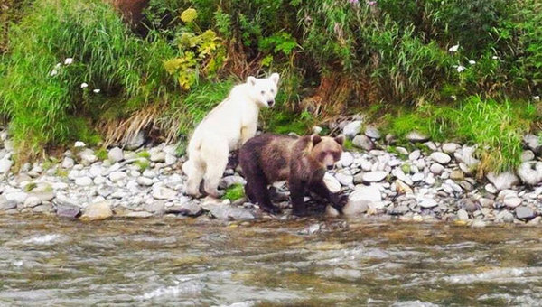 albino brown bear - Russia, Kamchatka, The Bears, Albino, Nature