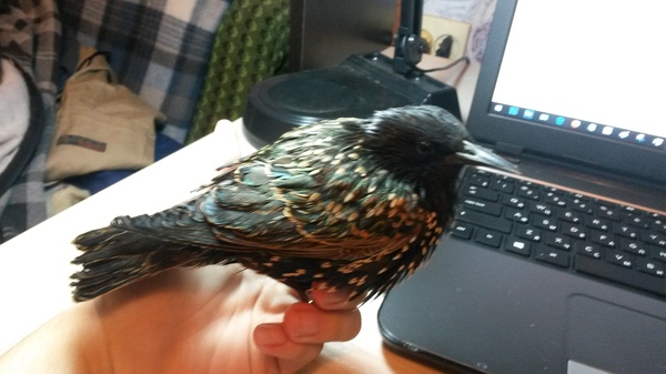 Лига орнитологов, на помощь!