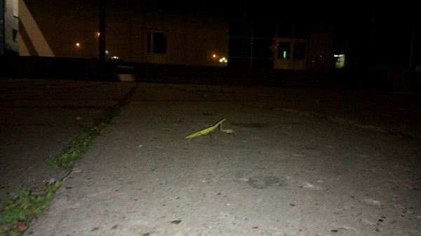 Эмигрант в городе